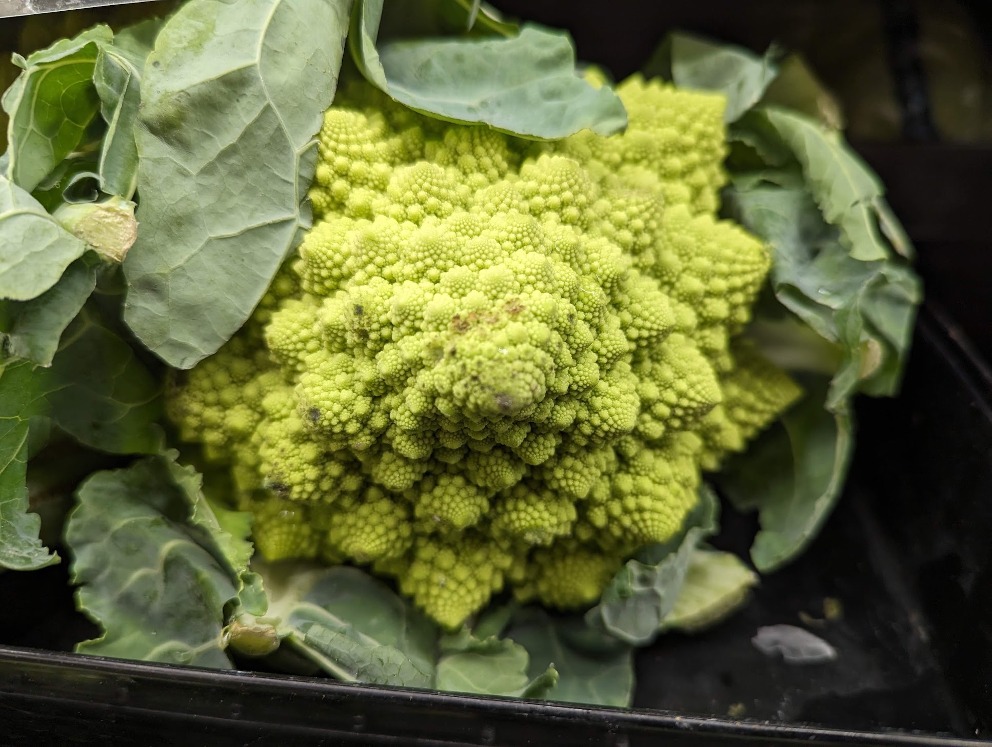 Photography by Steven Enriquez